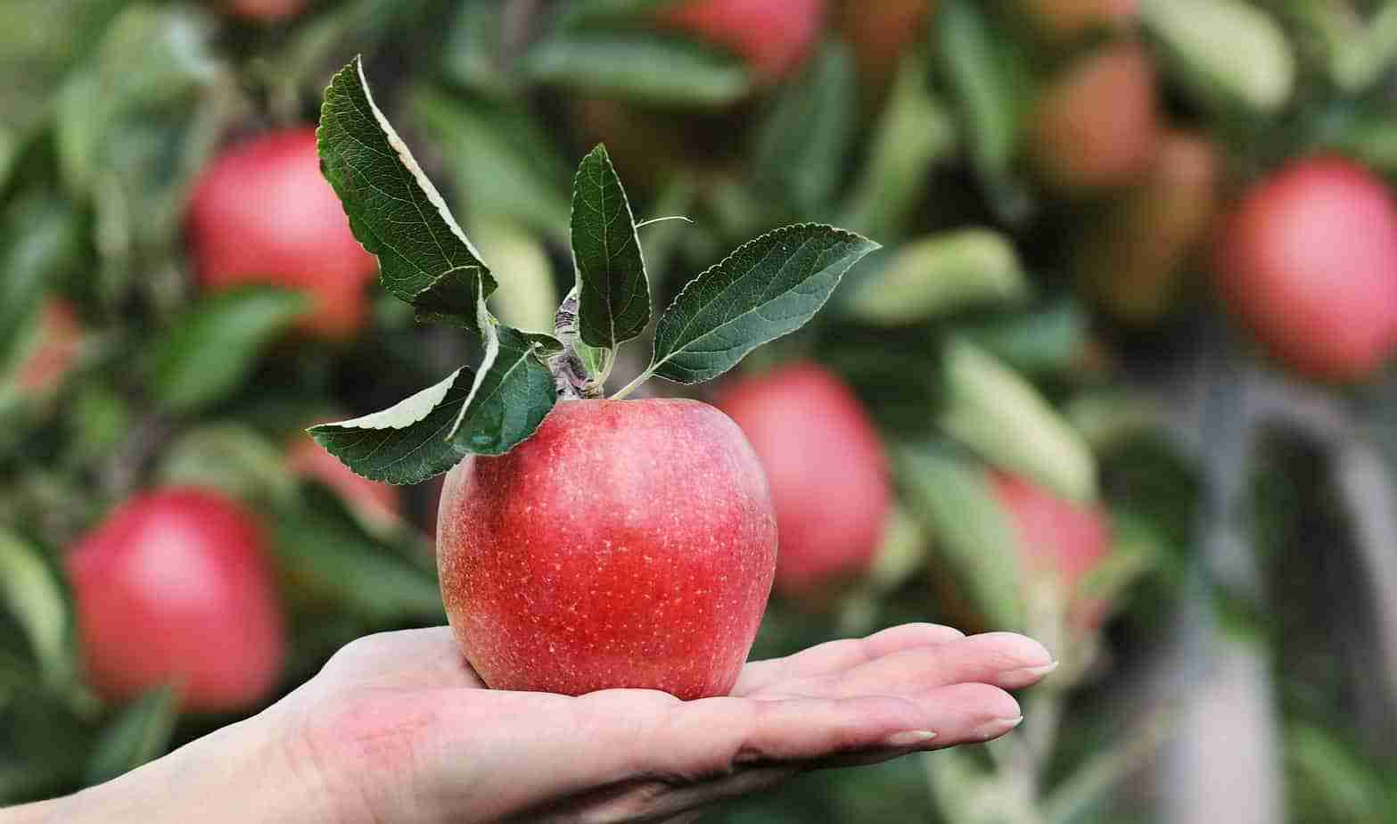 che cos e il fruttarismo cinque gusti