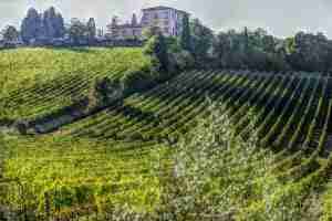 vino chianti produzione