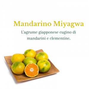 Mandarino Miyagwa cinque gusti