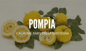 pompia agrume sardo cinque gusti