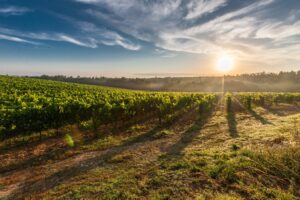 vino italiano mercato in crescita nel cinque gusti