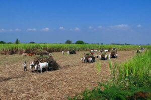 agricoltura e impatto ambientale in india cinque gusti food magazine