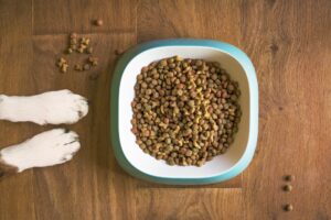 la migliore alimentazione per un cane cinque gusti food magazine