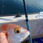 pagello fragolino come riconoscere il pesce fresco consigli del pescatore